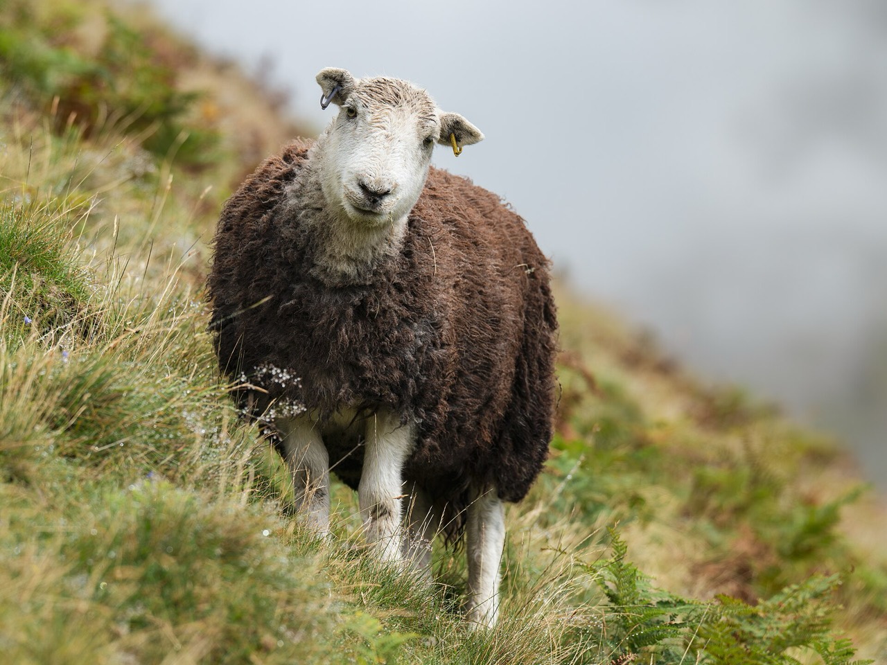 A Herdwick sheep on Kirk Fell in the Lake District
