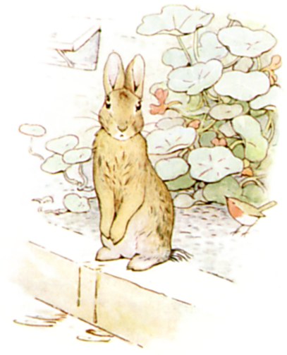 Peter wandering in the garden