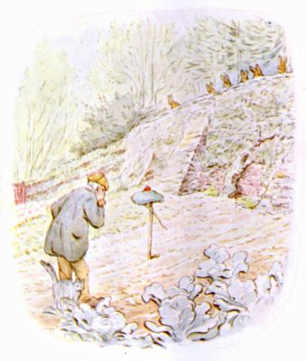 Mr. McGregor perplexed in the garden