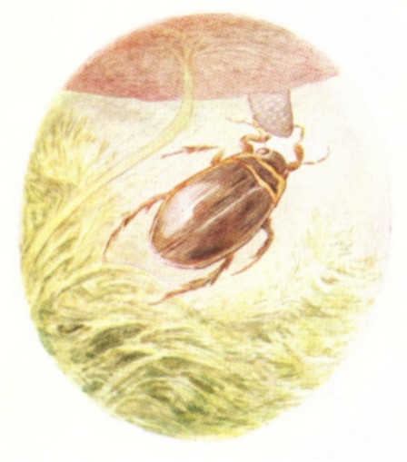 A water-beetle pinching Jeremy's golosh