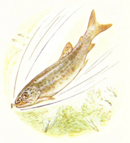 The trout diving with Jeremy in its mouth 