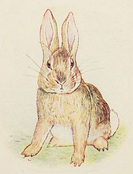 The Bad Rabbit