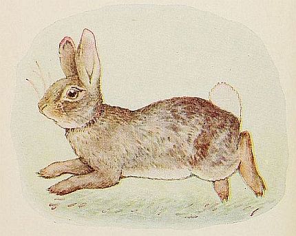 The Story of a Fierce Bad Rabbit