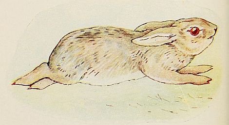 AND it sees the bad Rabbit tearing past—without any tail or whiskers! |70%