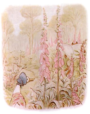 Jemima alighting amongst tall fox-gloves