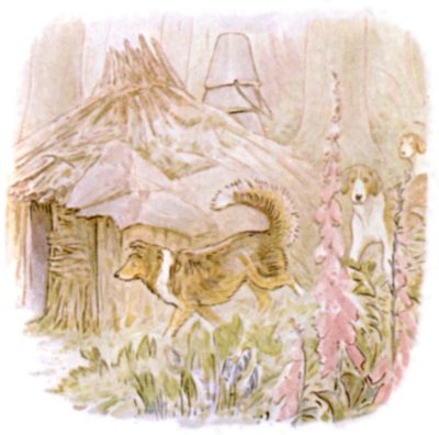 Kep and the fox-hound puppies at the shed door