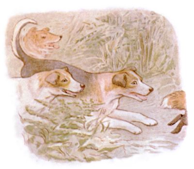 The dogs chasing the foxy gentleman away