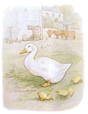 Jemima with her brood of ducklings