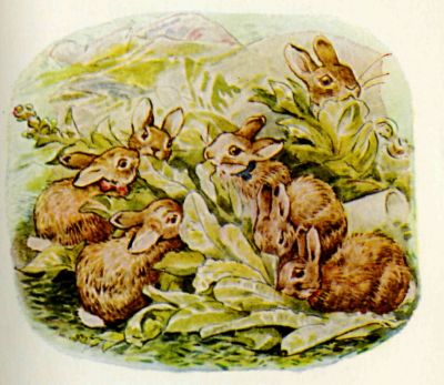 The Flopsy Bunnies stuffing themselves with lettuces