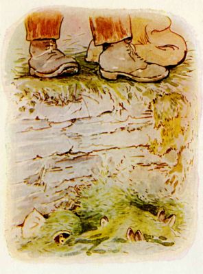 The little rabbits sleeping under the shower of grass