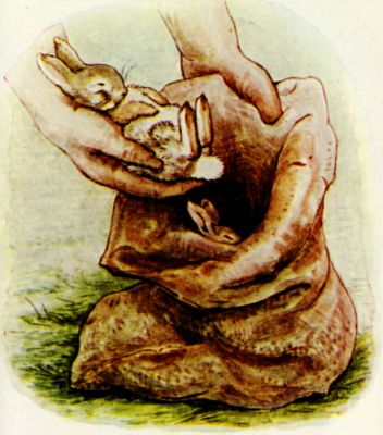 Mr. McGregor picking up the little rabbits