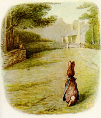 Mrs. Flopsy Bunny coming across the field