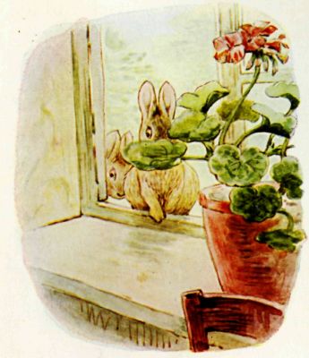 The youngest Flopsy Bunny on the window-sill