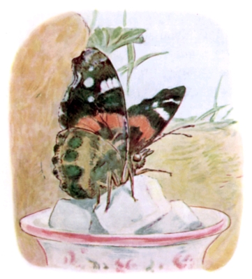 Miss Butterfly tasting the sugar in the larder
