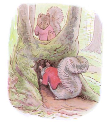 Storing quantities of nuts in hollow stumps