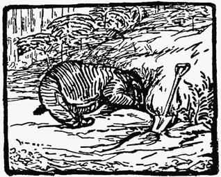 Tommy Brock the badger digging by moonlight