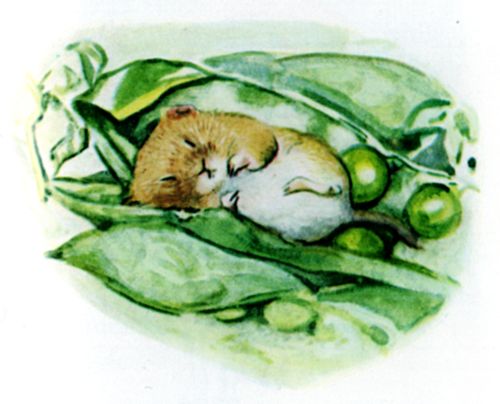 Timmy Willie sleeping among the peas in the hamper