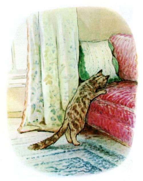Timmy Willie preferring to sleep under the fender because the sofa smelt of cat