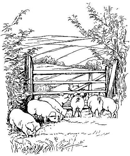 He passed by an orchard where seven thin dirty pigs were grubbing